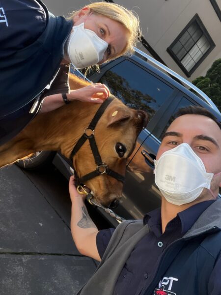Selfies With Daisy, The Very Friendly Cow, Off To Brighten The Day Of Some Nursing Home Residents